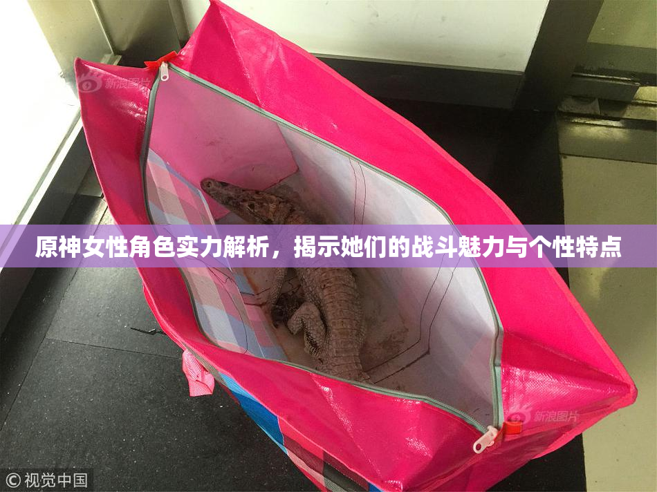 原神女性角色实力解析，揭示她们的战斗魅力与个性特点