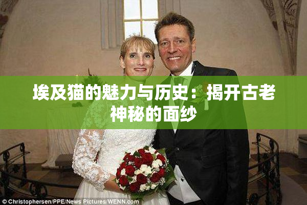 埃及猫的魅力与历史：揭开古老神秘的面纱