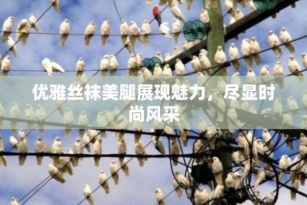 优雅丝袜美腿展现魅力，尽显时尚风采