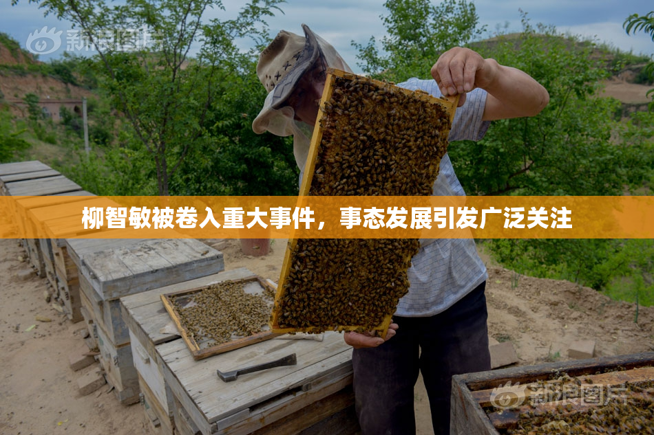 柳智敏被卷入重大事件，事态发展引发广泛关注