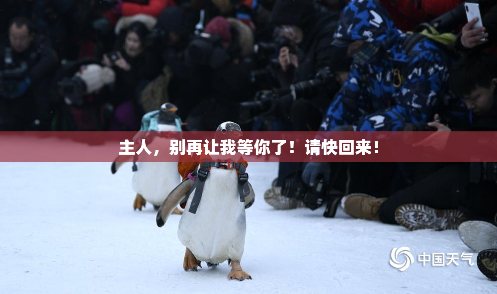 主人，别再让我等你了！请快回来！