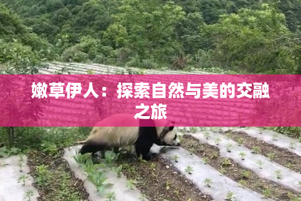 嫩草伊人：探索自然与美的交融之旅