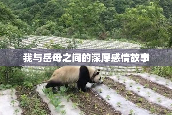 我与岳母之间的深厚感情故事