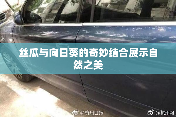 丝瓜与向日葵的奇妙结合展示自然之美