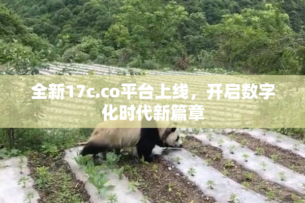 全新17c.co平台上线，开启数字化时代新篇章