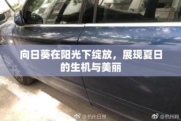 向日葵在阳光下绽放，展现夏日的生机与美丽