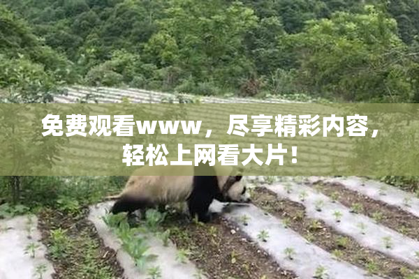 免费观看www，尽享精彩内容，轻松上网看大片！