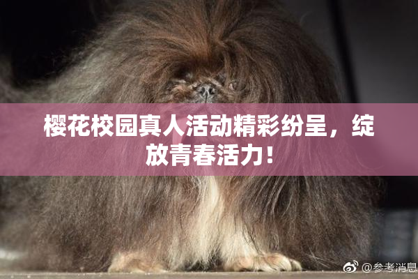 樱花校园真人活动精彩纷呈，绽放青春活力！