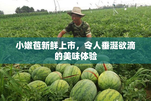 小嫩苞新鲜上市，令人垂涎欲滴的美味体验