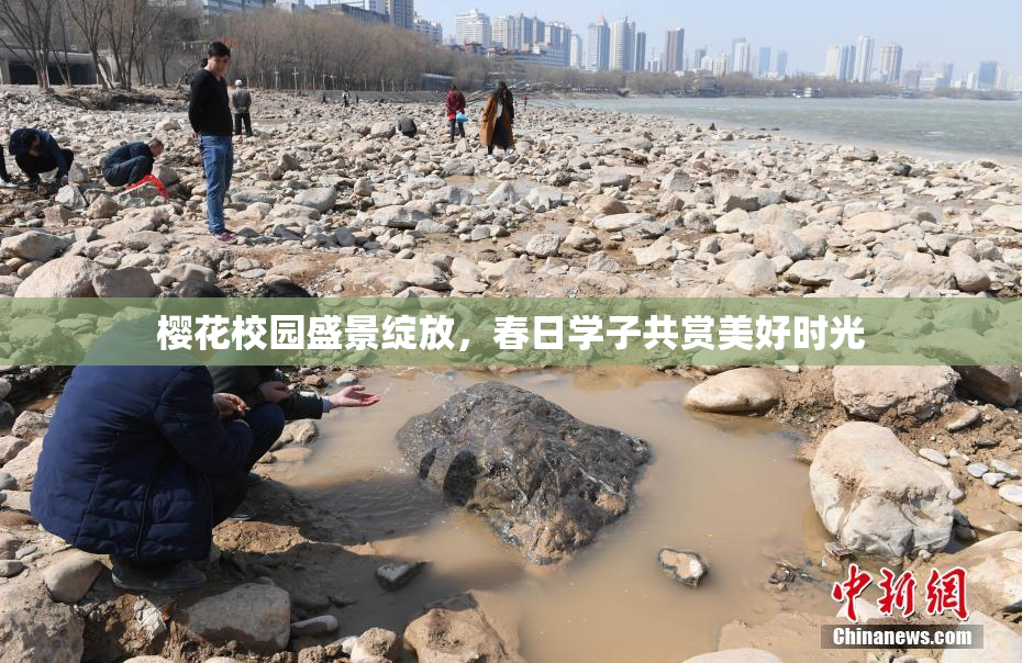 樱花校园盛景绽放，春日学子共赏美好时光