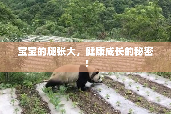 宝宝的腿张大，健康成长的秘密！