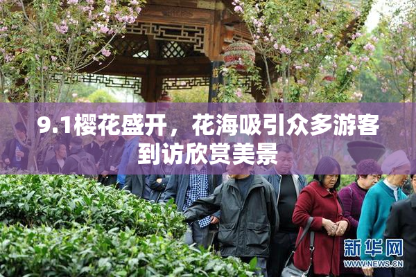 9.1樱花盛开，花海吸引众多游客到访欣赏美景