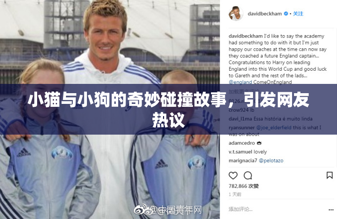 小猫与小狗的奇妙碰撞故事，引发网友热议