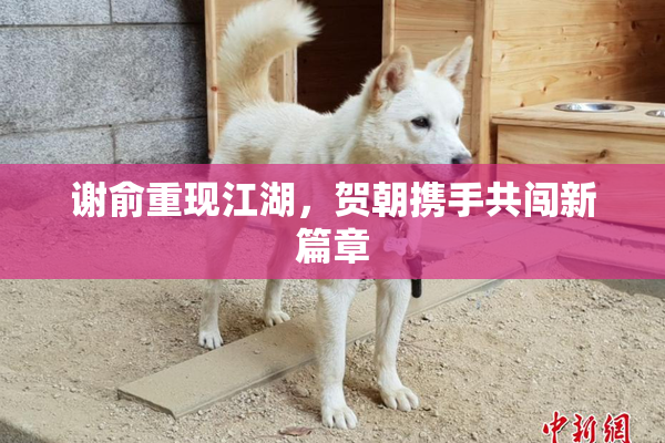 谢俞重现江湖，贺朝携手共闯新篇章