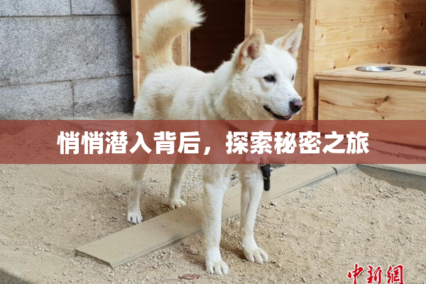 悄悄潜入背后，探索秘密之旅