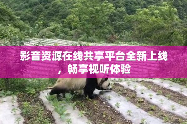 影音资源在线共享平台全新上线，畅享视听体验