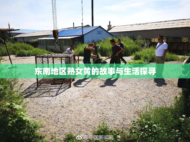 东南地区熟女黄的故事与生活探寻