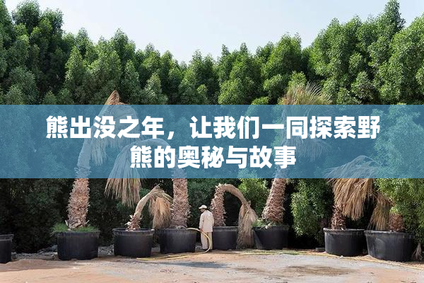 熊出没之年，让我们一同探索野熊的奥秘与故事