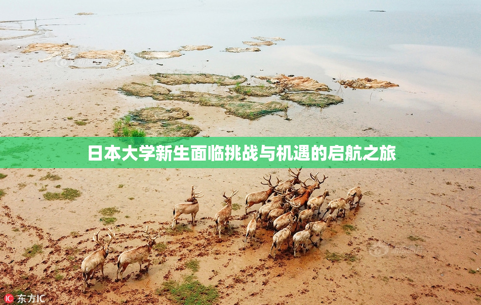 日本大学新生面临挑战与机遇的启航之旅