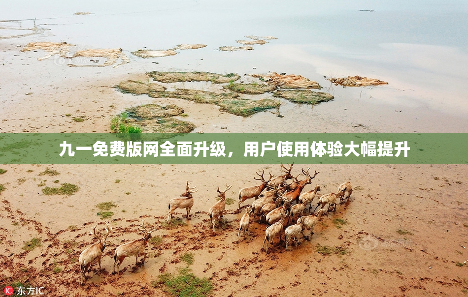 九一免费版网全面升级，用户使用体验大幅提升