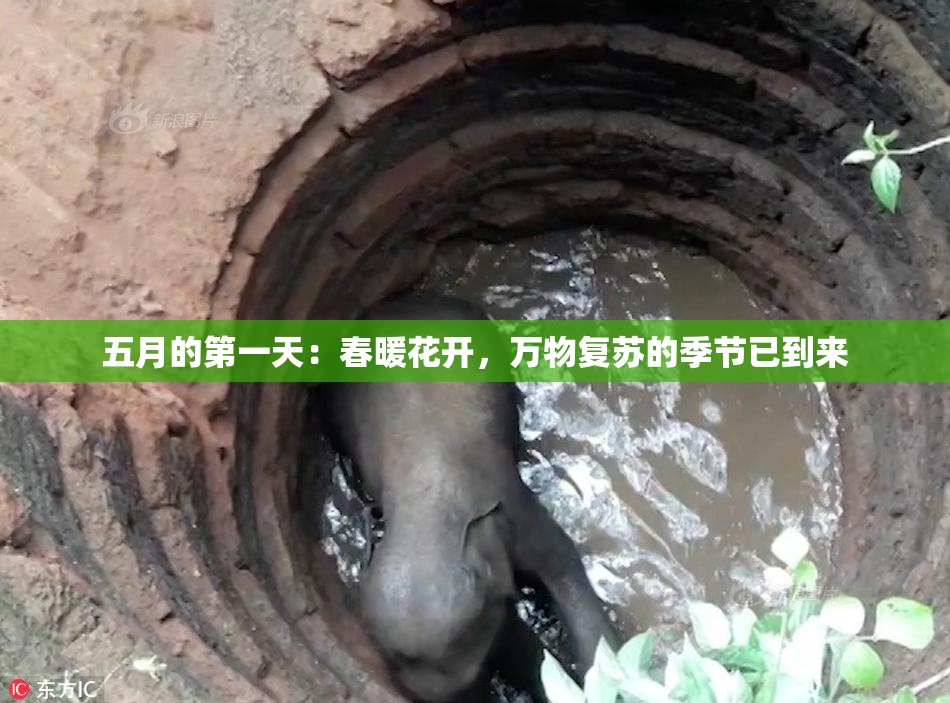五月的第一天：春暖花开，万物复苏的季节已到来