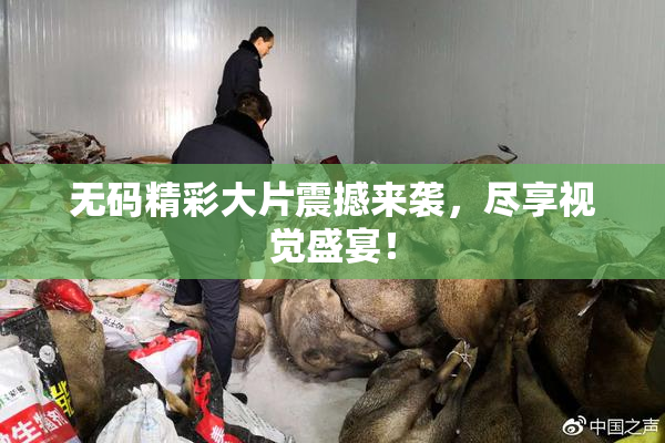 无码精彩大片震撼来袭，尽享视觉盛宴！