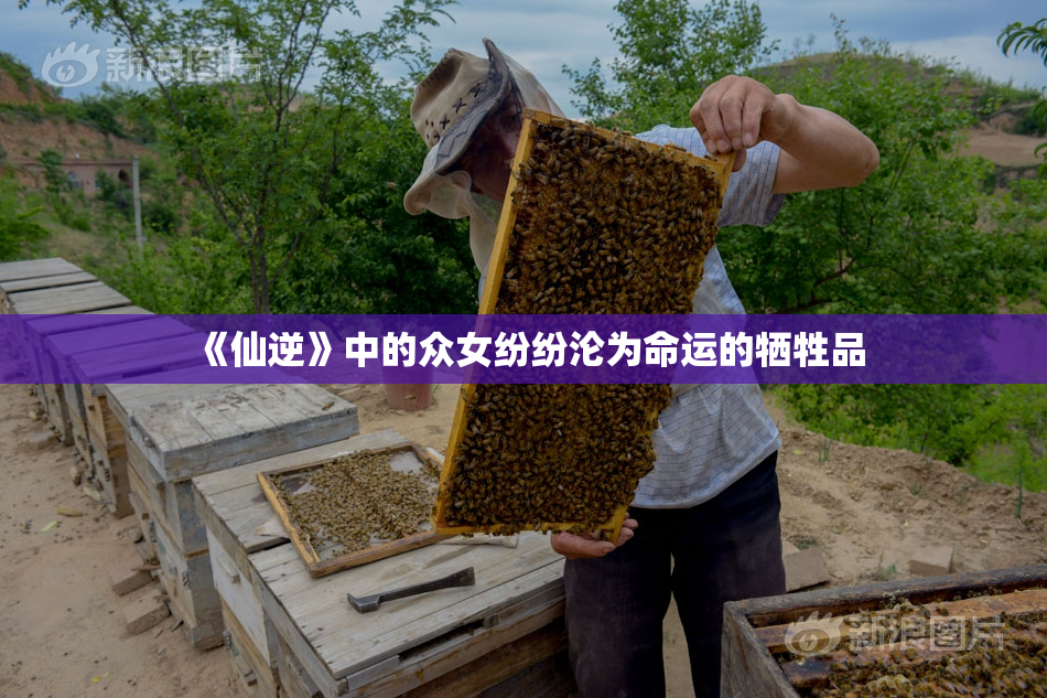 《仙逆》中的众女纷纷沦为命运的牺牲品