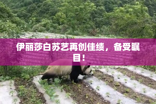 伊丽莎白苏艺再创佳绩，备受瞩目！