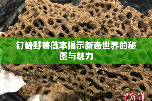 钉崎野蔷薇本揭示新奇世界的秘密与魅力