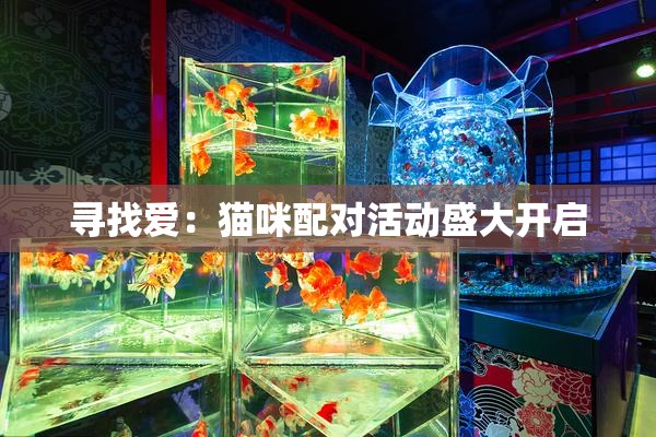 寻找爱：猫咪配对活动盛大开启