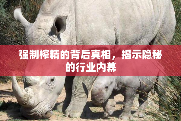 强制榨精的背后真相，揭示隐秘的行业内幕