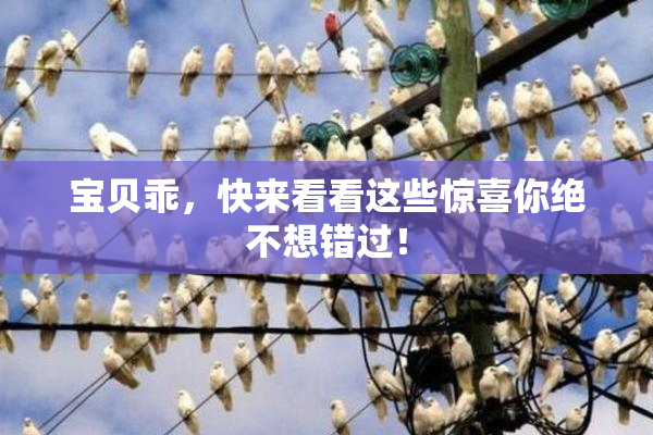 宝贝乖，快来看看这些惊喜你绝不想错过！