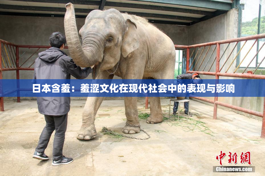 日本含羞：羞涩文化在现代社会中的表现与影响