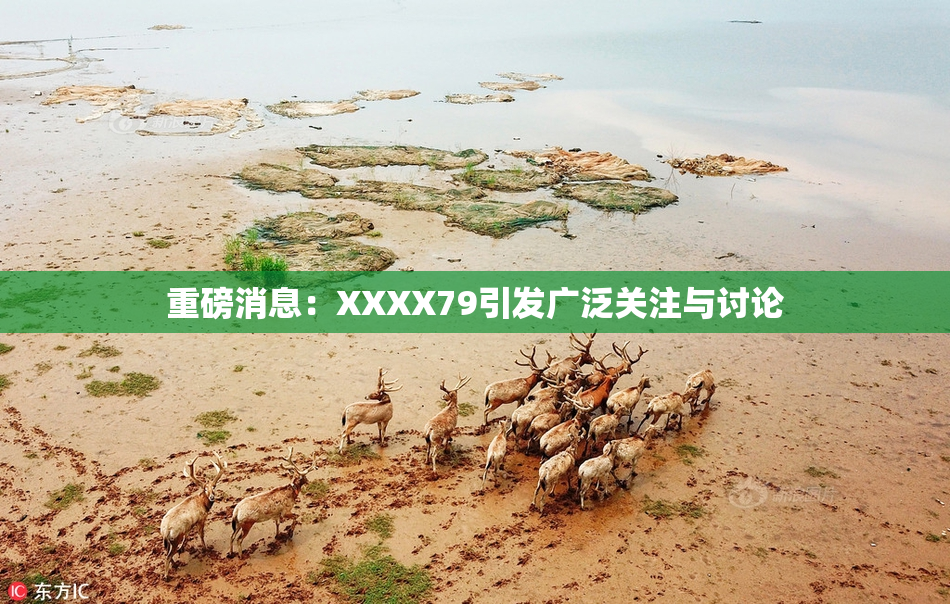 重磅消息：XXXX79引发广泛关注与讨论