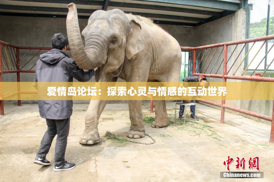 爱情岛论坛：探索心灵与情感的互动世界