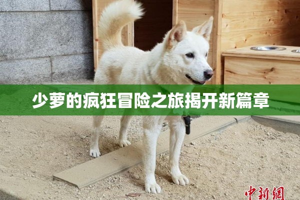 少萝的疯狂冒险之旅揭开新篇章
