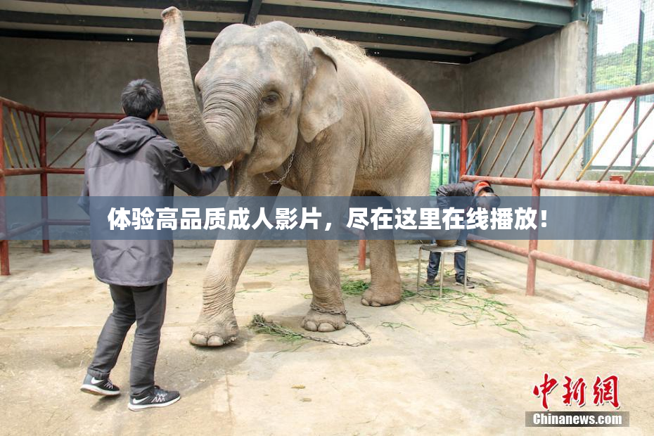 体验高品质成人影片，尽在这里在线播放！