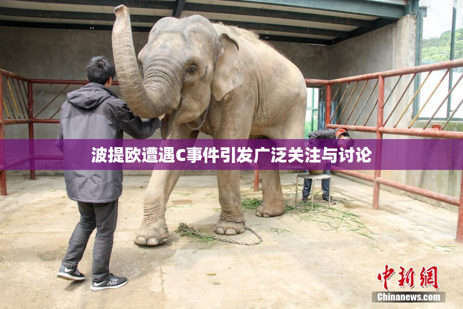 波提欧遭遇C事件引发广泛关注与讨论