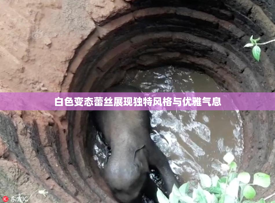 白色变态蕾丝展现独特风格与优雅气息