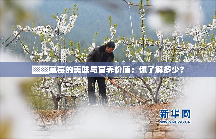 ▓▓草莓的美味与营养价值：你了解多少？