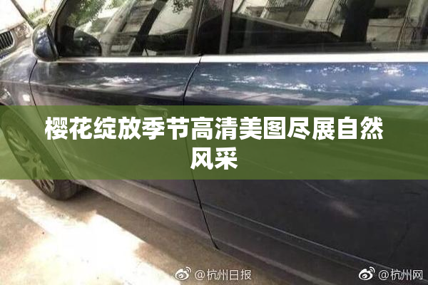 樱花绽放季节高清美图尽展自然风采