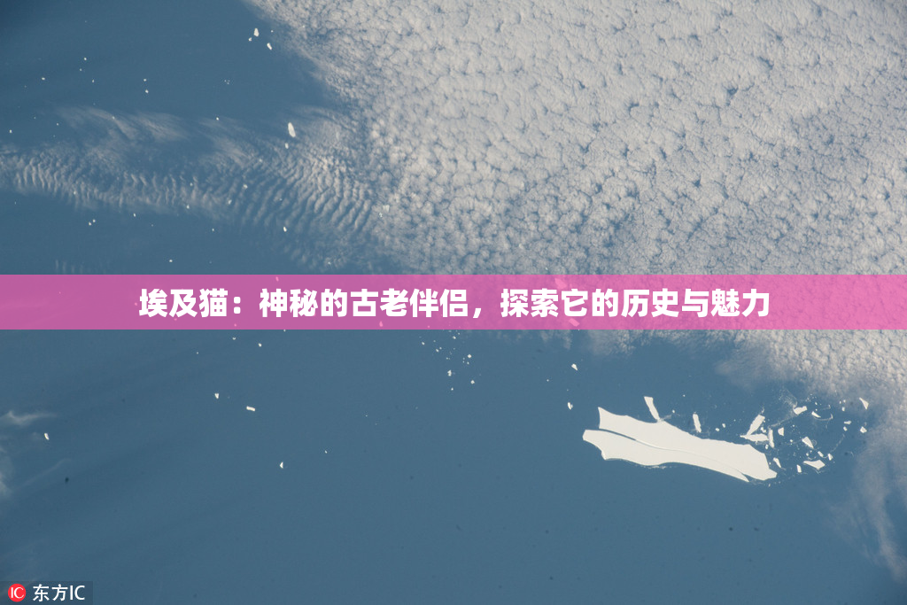 埃及猫：神秘的古老伴侣，探索它的历史与魅力