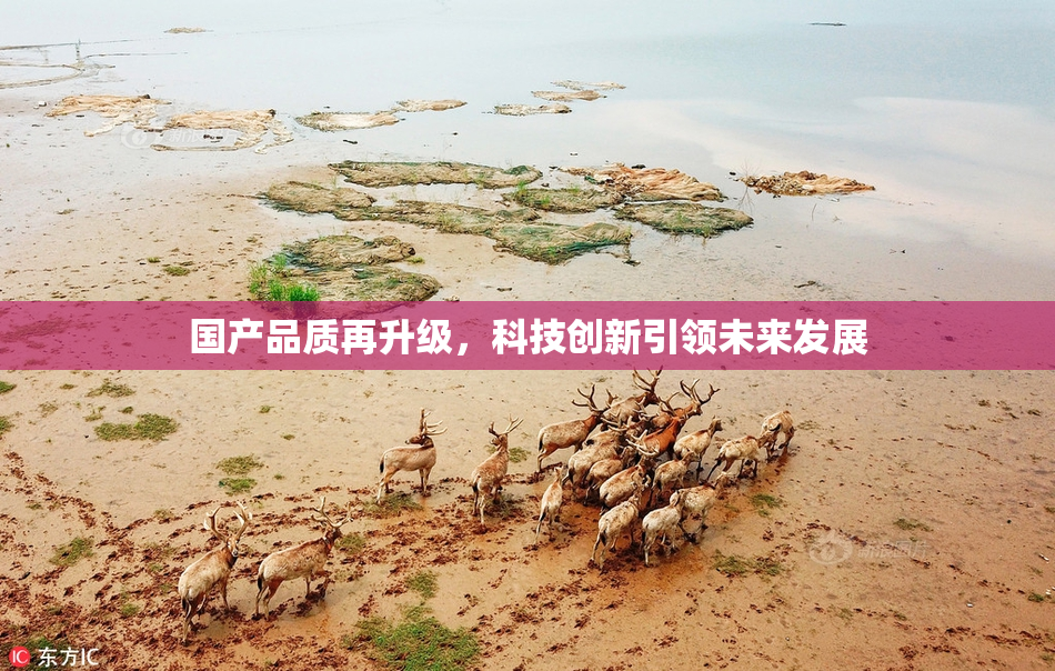 国产品质再升级，科技创新引领未来发展