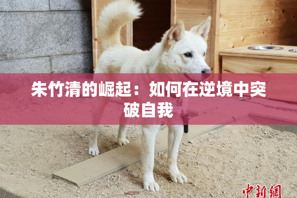 朱竹清的崛起：如何在逆境中突破自我