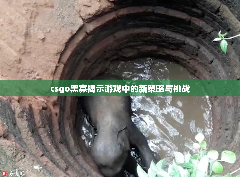 csgo黑寡揭示游戏中的新策略与挑战