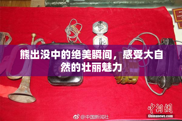 熊出没中的绝美瞬间，感受大自然的壮丽魅力