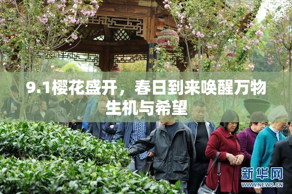 9.1樱花盛开，春日到来唤醒万物生机与希望