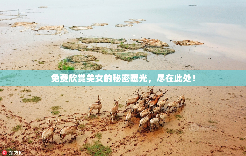 免费欣赏美女的秘密曝光，尽在此处！
