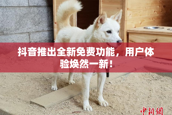 抖音推出全新免费功能，用户体验焕然一新！