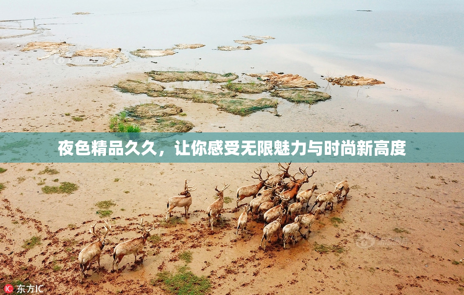 夜色精品久久，让你感受无限魅力与时尚新高度